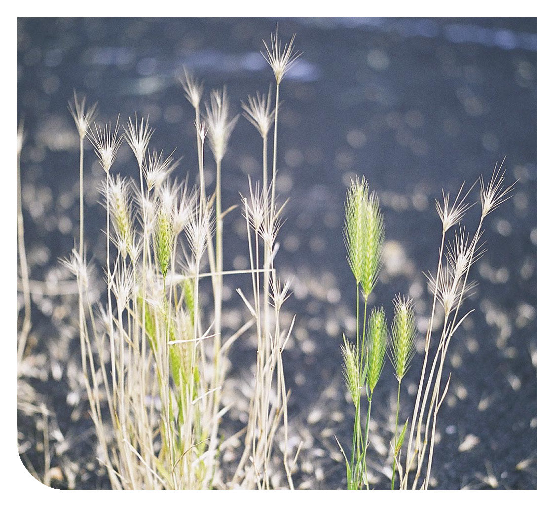 Albanian: Daily Strength