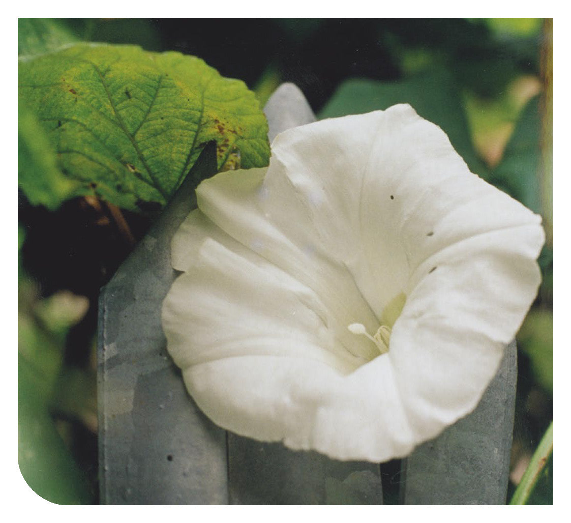 Albanian: Daily Strength