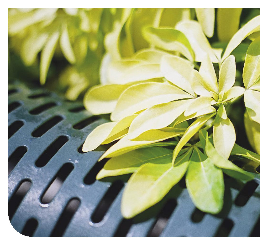 Albanian: Daily Strength