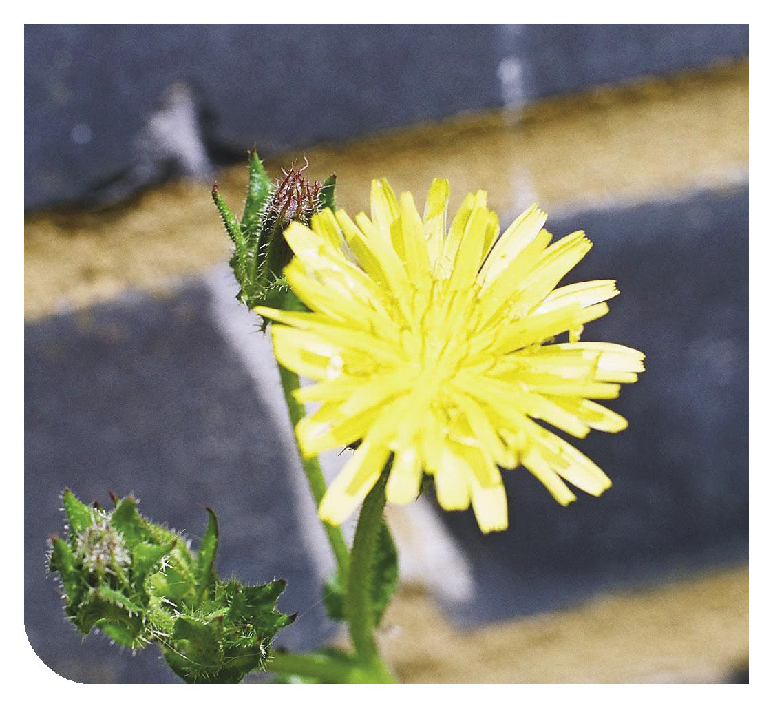 Albanian: Daily Strength