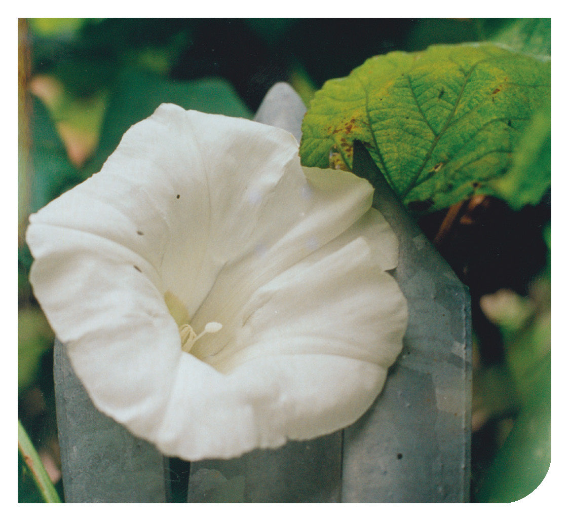 Arabic: Daily Strength