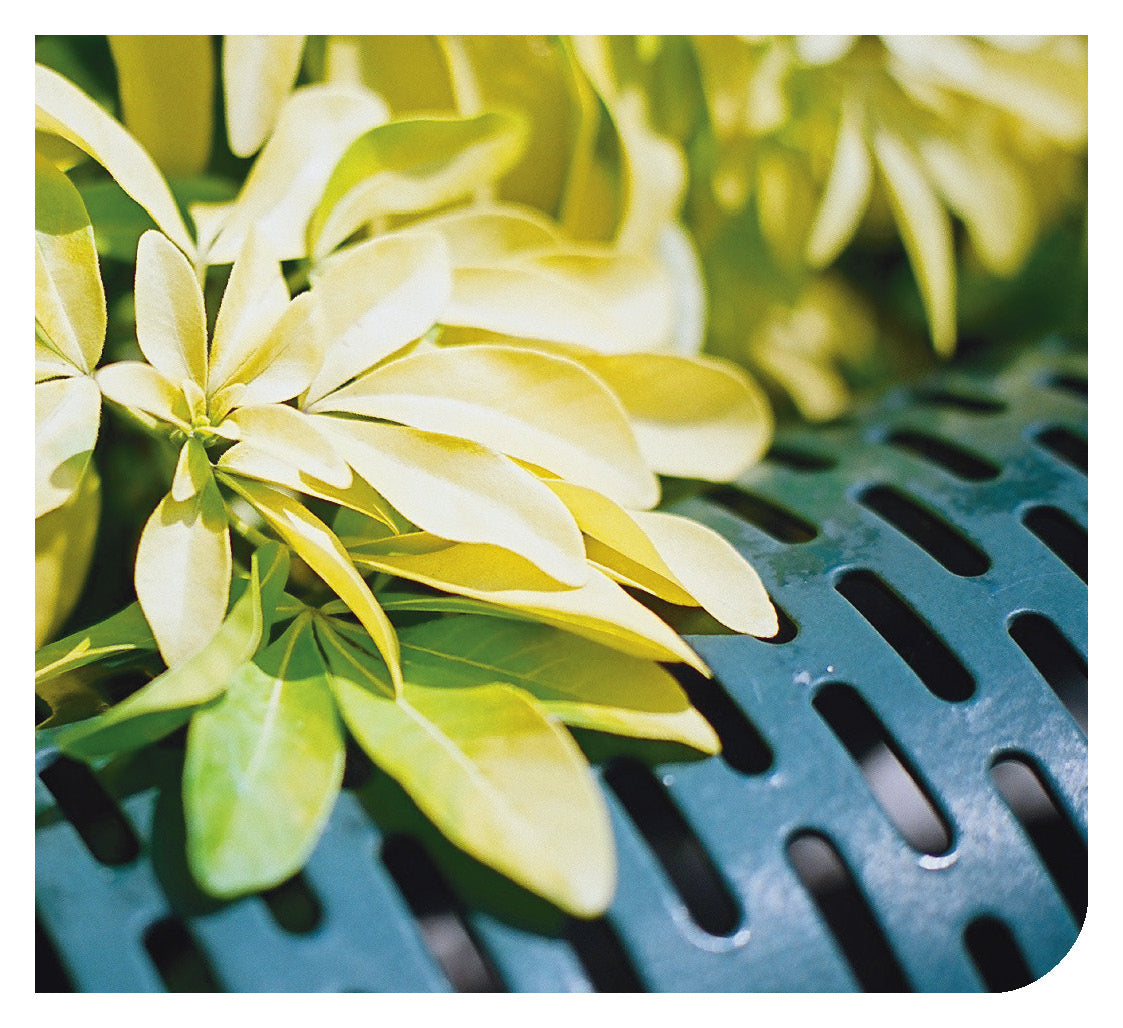 Arabic: Daily Strength