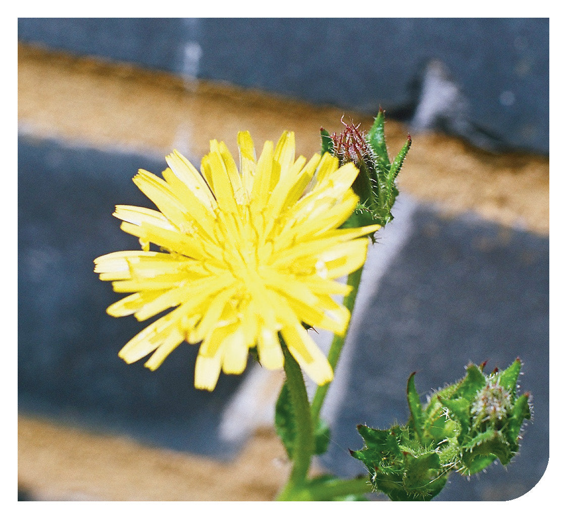 Arabic: Daily Strength