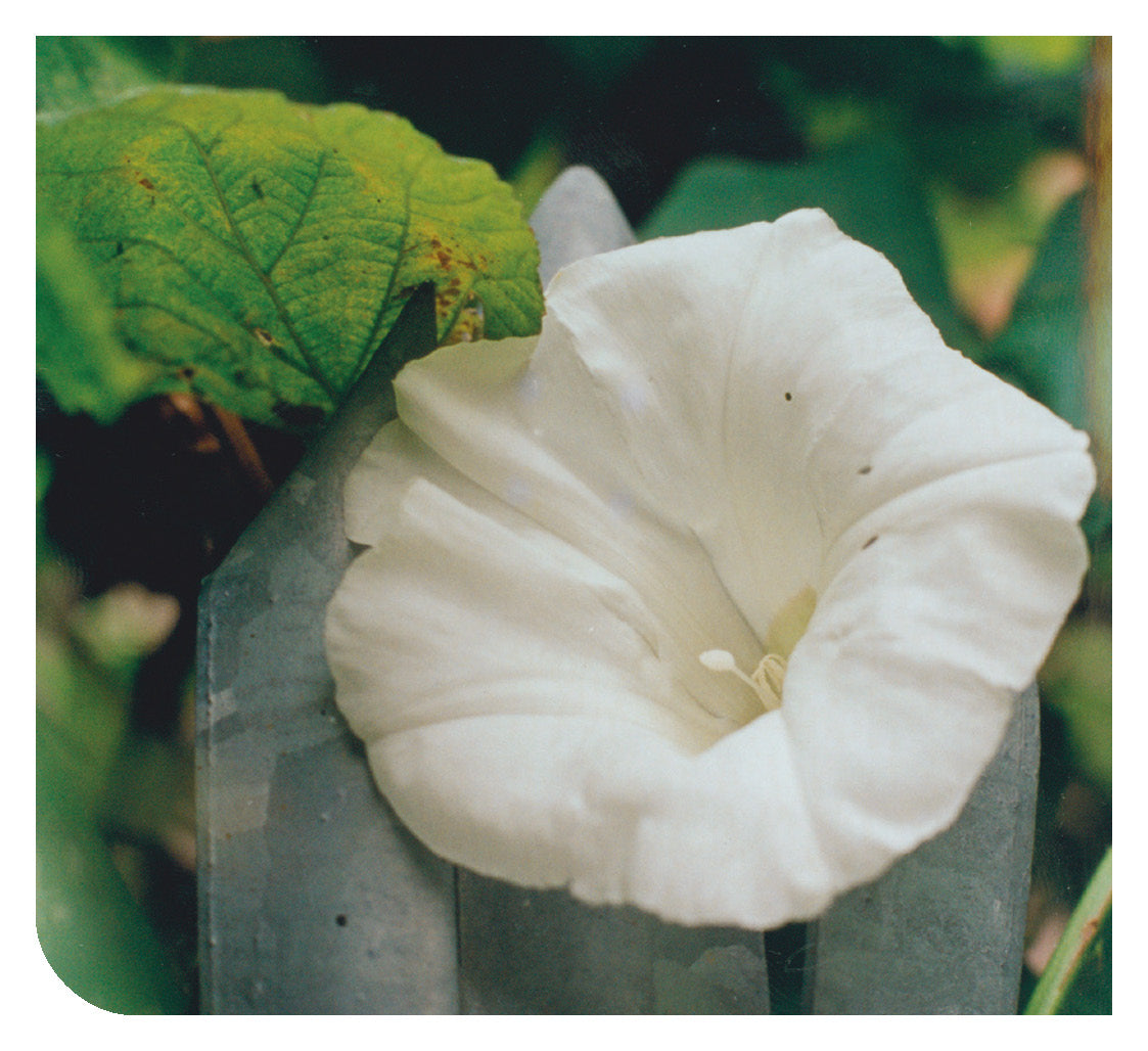 Turkish: Daily Strength
