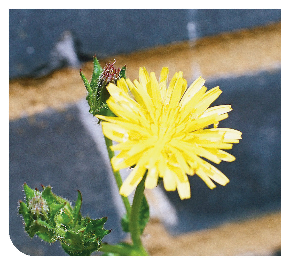 Turkish: Daily Strength